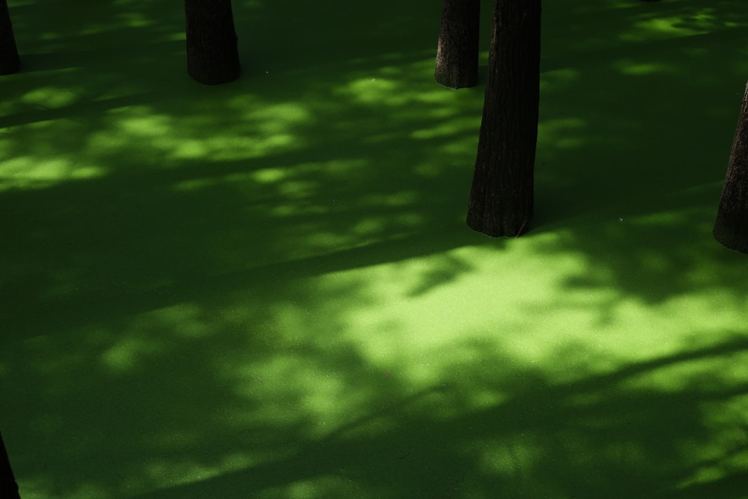 Photo dark green dress