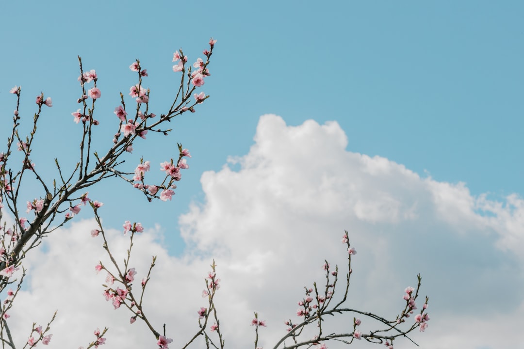 Photo powder pink