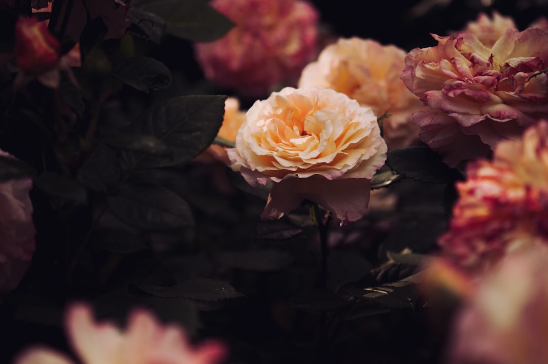 Photo elegant